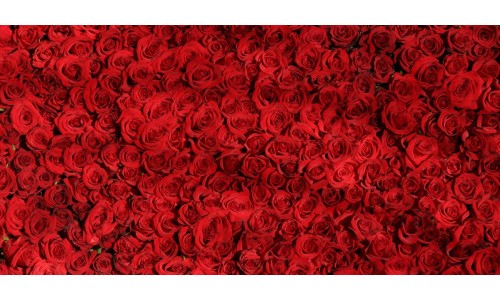 De Magie van de Rode Roos: Een Ode aan Liefde en Schoonheid